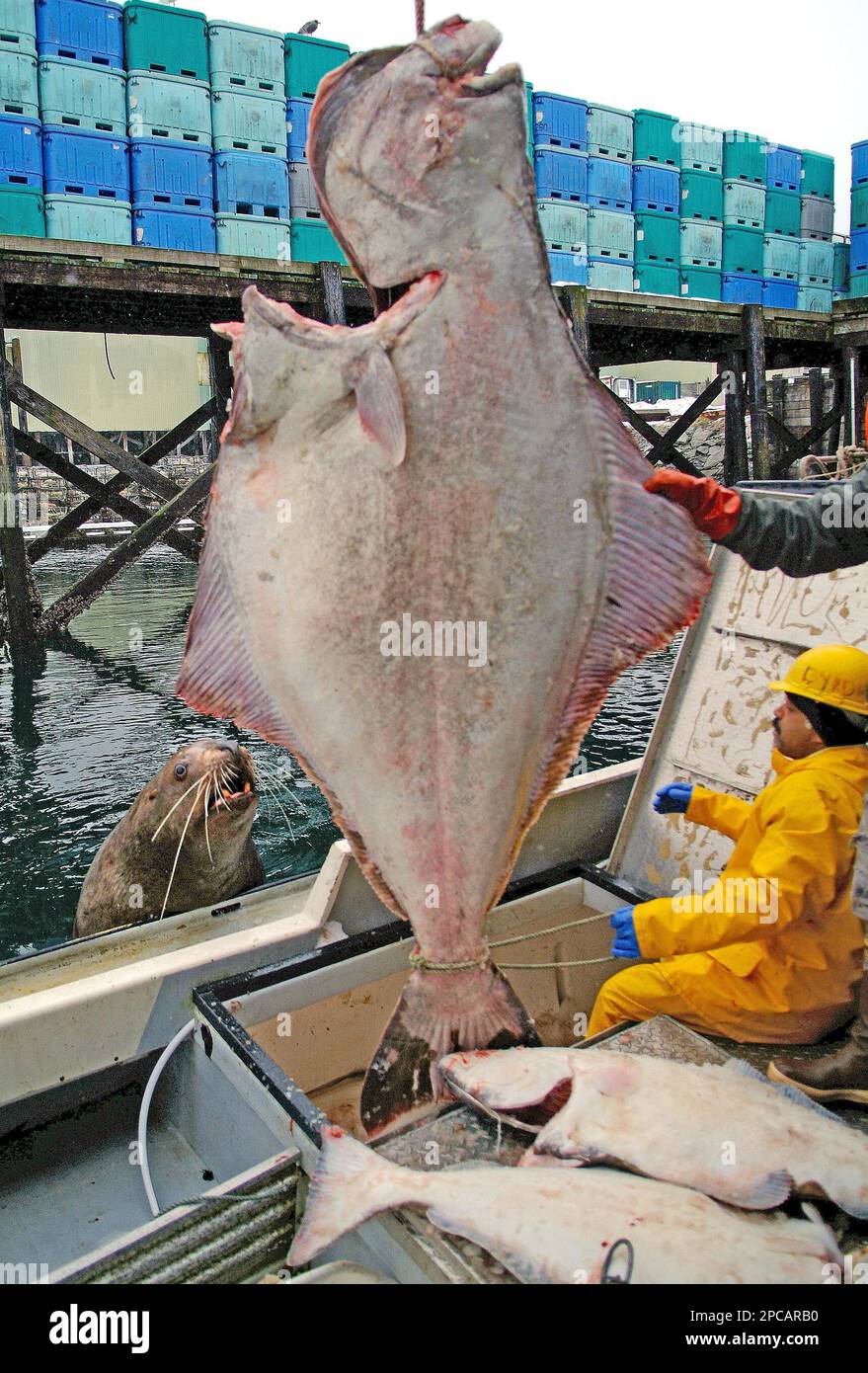 Halibut watches clearance