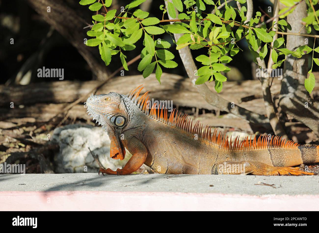 Orange colored Iguana - Florida Stock Photo