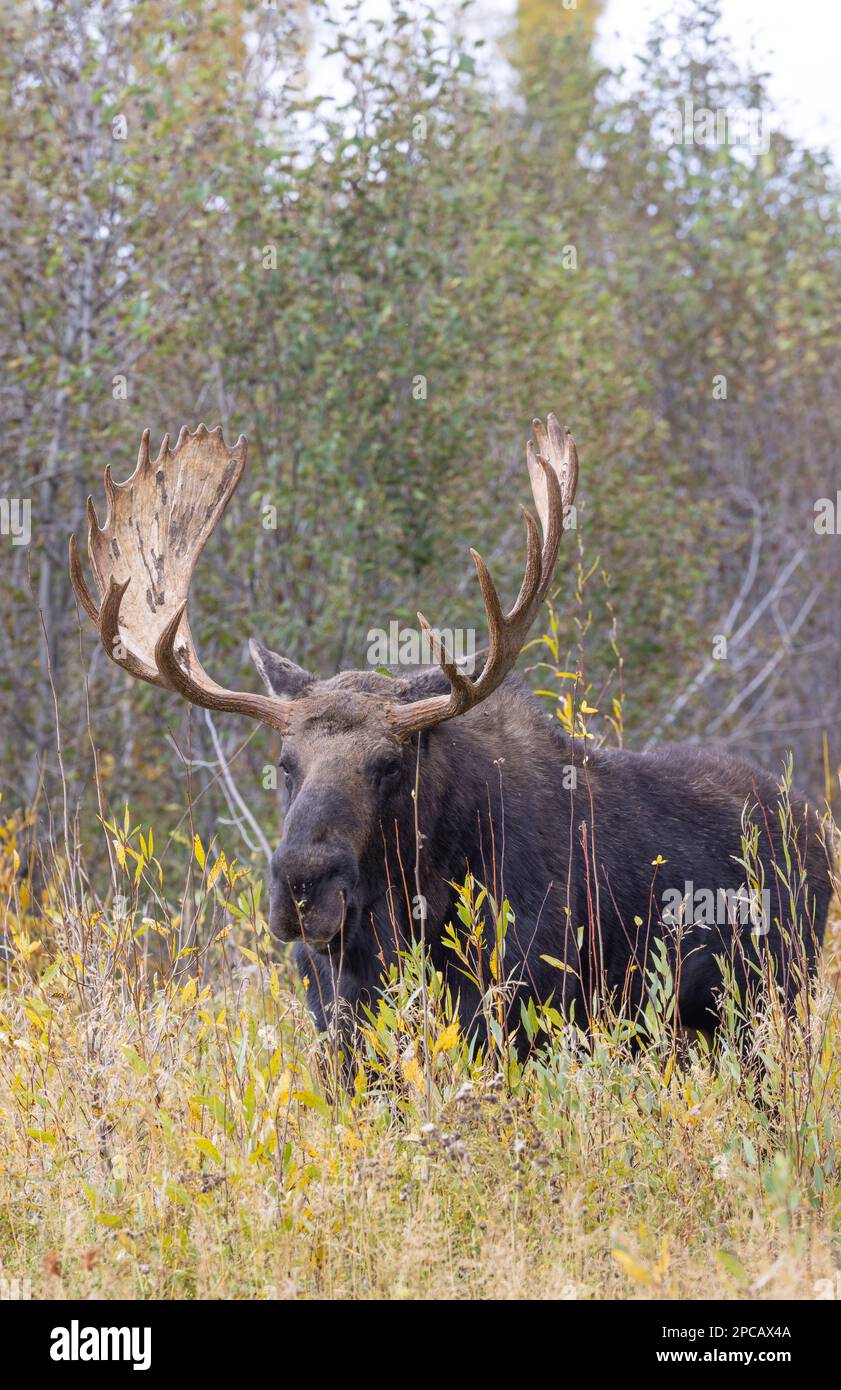 Bull Moose During the Rut in Wyomign in Atuumn Stock Photo - Alamy