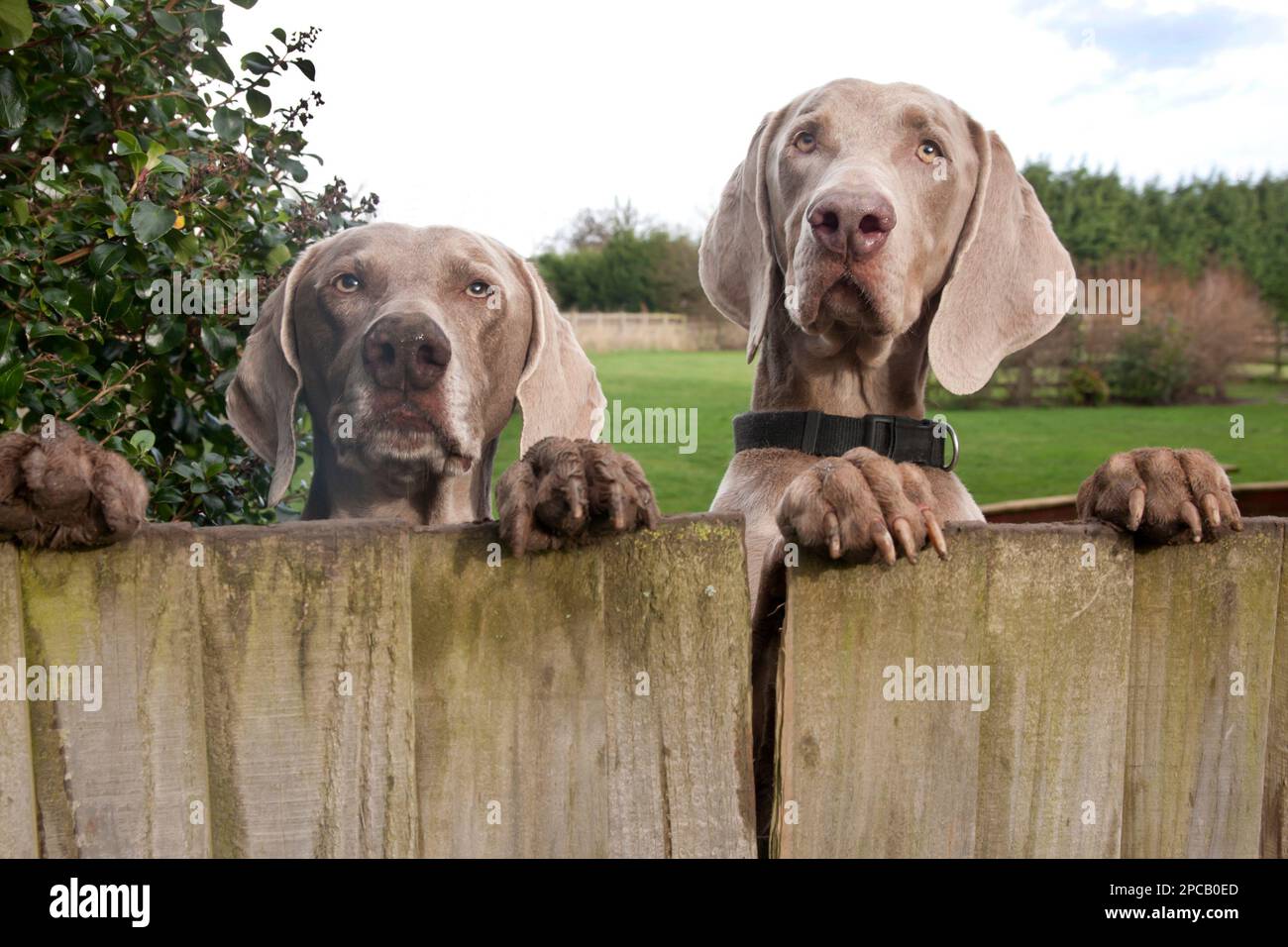 Weimaraners, two juveniles jumping up and looking over fence Stock Photo