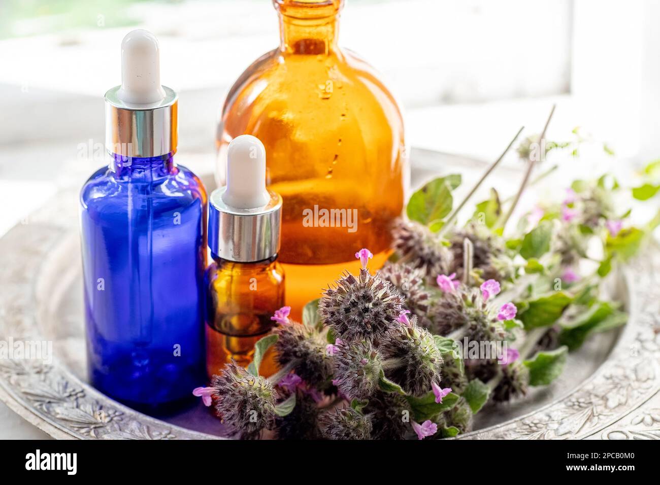 Flowers Wild basil , Clinopodium vulgare or Satureja vulgaris close-up near cosmetic bottles with a pipette and oils made from medicinal herbs. Stock Photo