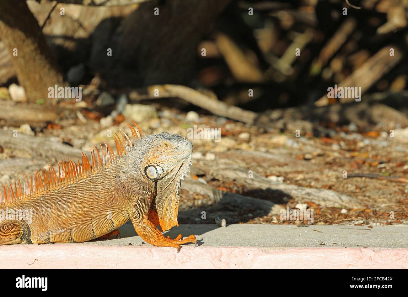 Iguana in Key Largo - Florida Stock Photo
