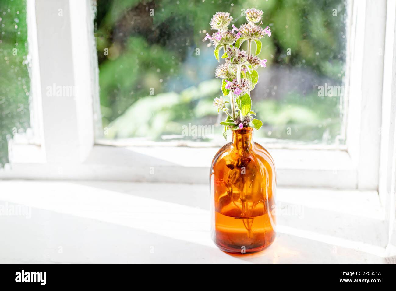 Clinopodium vulgare, wild basil on windowsill near old window. Collection of medicinal herbs by herbalist for preparation of elexirs and tinctures Stock Photo