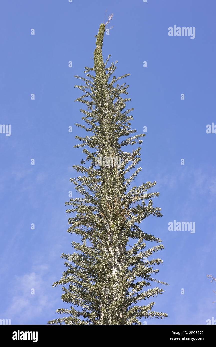 Fouquieria columnaris - boojum tree. Stock Photo