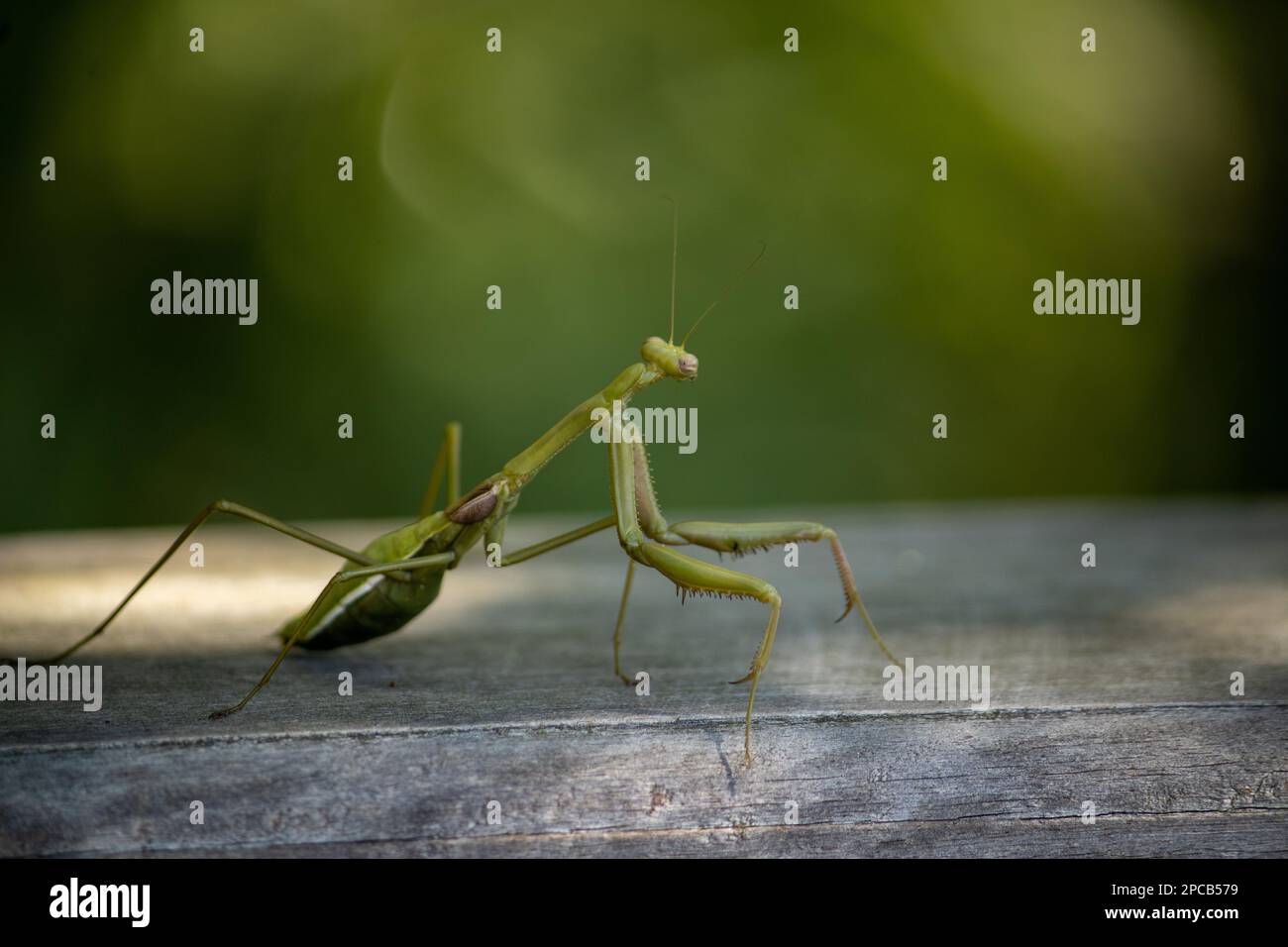 Cricket captured in its natural habitat. With its long legs and antennae, it is a true master of jumping and singing. Stock Photo