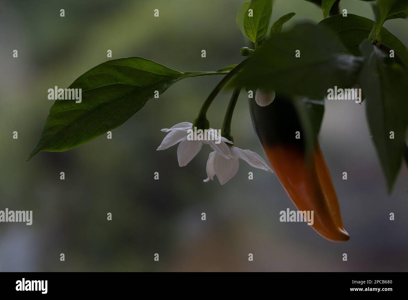 Chilli plant flower fruit hires stock photography and images Alamy