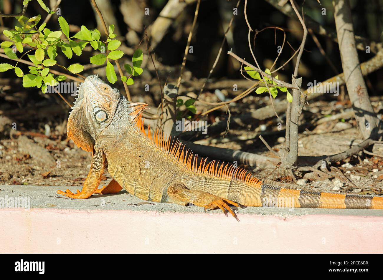 Iguana basking - Florida Stock Photo