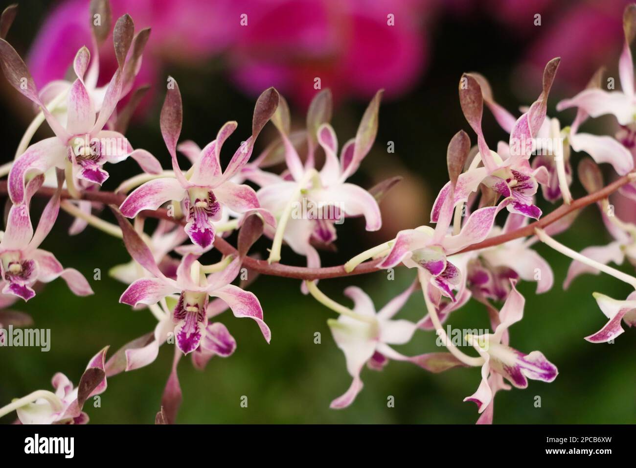 Orchid show at Cleveland Botanical Garden in March 2023 Stock Photo Alamy