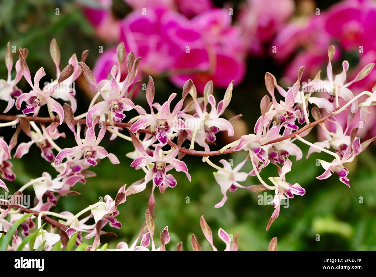 Orchid show at Cleveland Botanical Garden in March 2023 Stock Photo Alamy