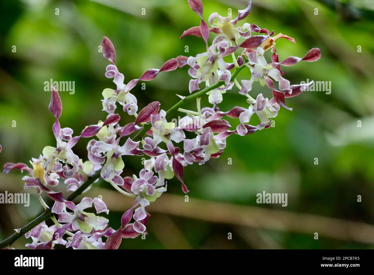 Orchid show at Cleveland Botanical Garden in March 2023 Stock Photo Alamy