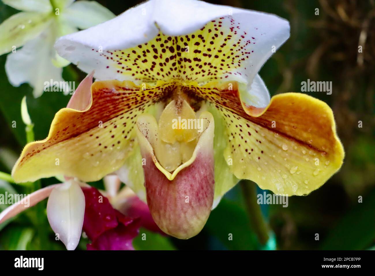 Orchid show at Cleveland Botanical Garden in March 2023 Stock Photo