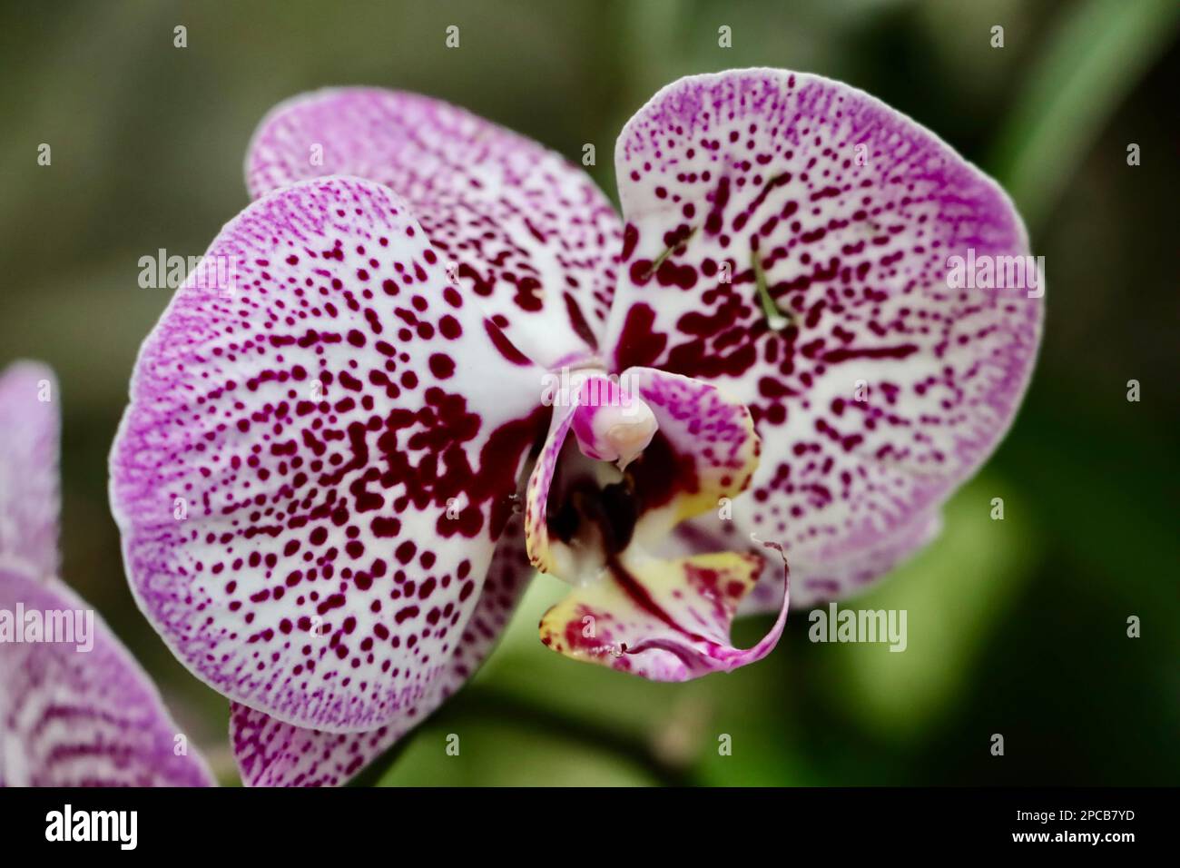 Orchid show at Cleveland Botanical Garden in March 2023 Stock Photo Alamy