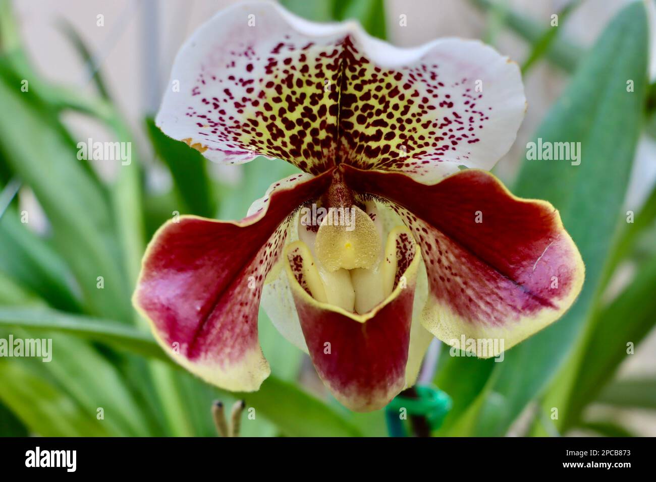 Orchid show at Cleveland Botanical Garden in March 2023 Stock Photo