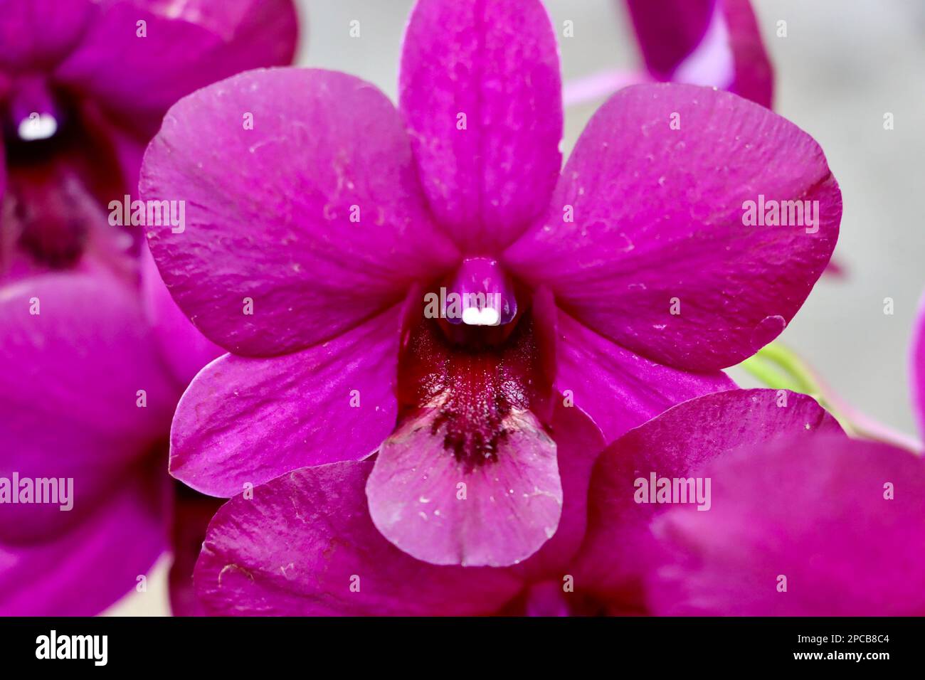 Orchid show at Cleveland Botanical Garden in March 2023 Stock Photo Alamy