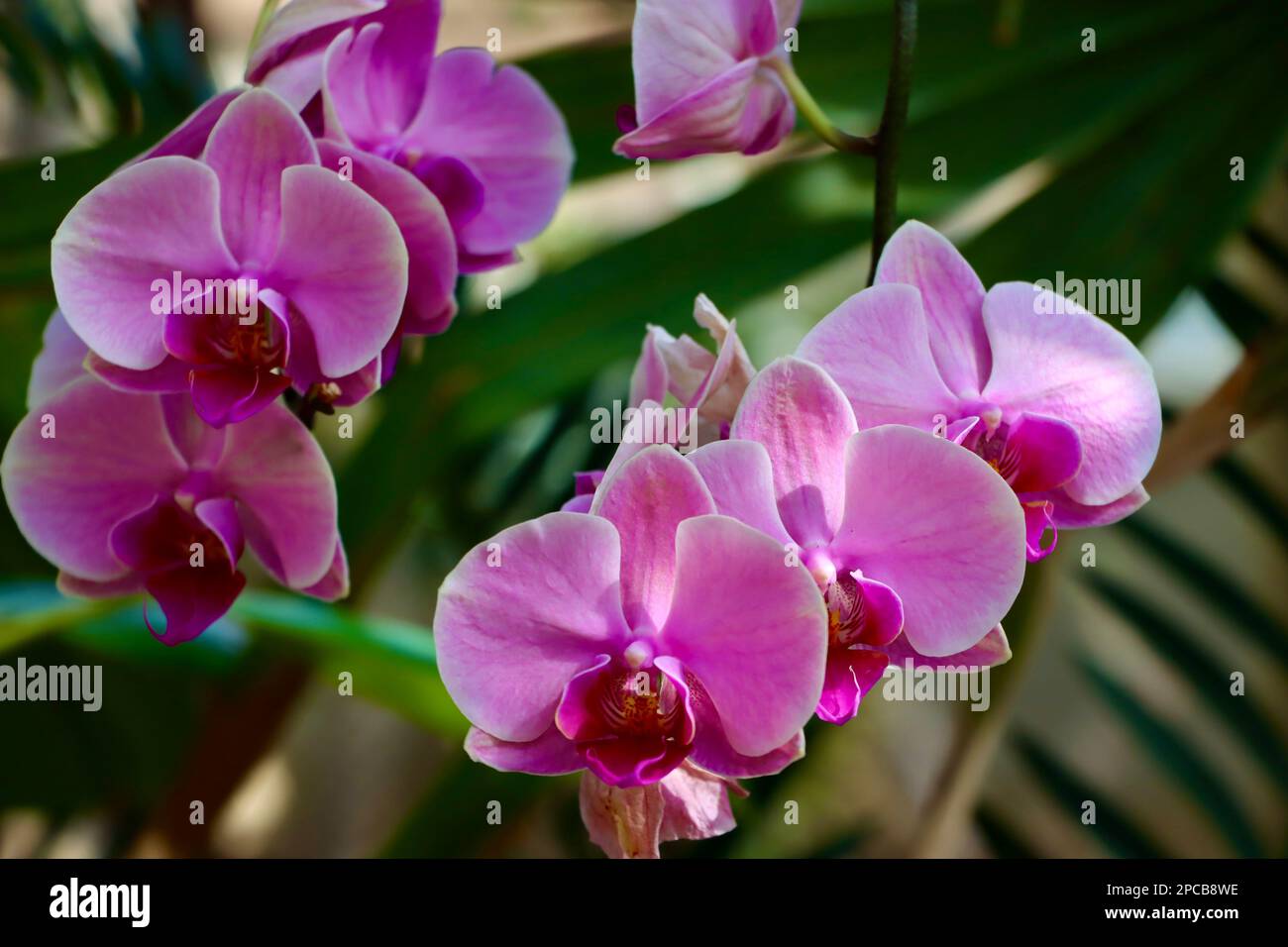 Orchid show at Cleveland Botanical Garden in March 2023 Stock Photo - Alamy