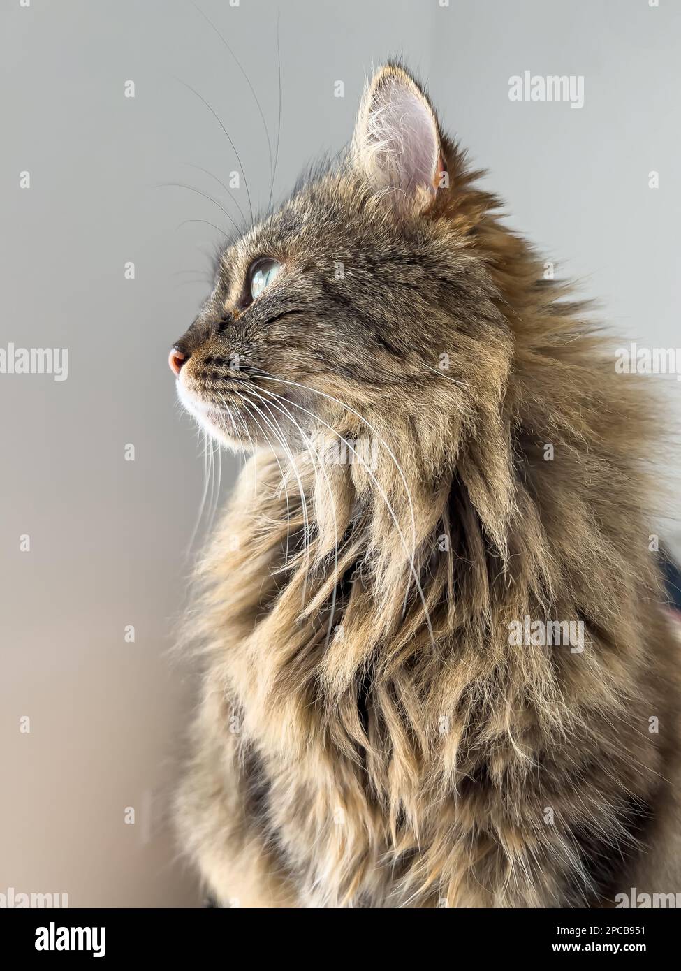 Adorable profile of a beautiful Siberian cat Stock Photo