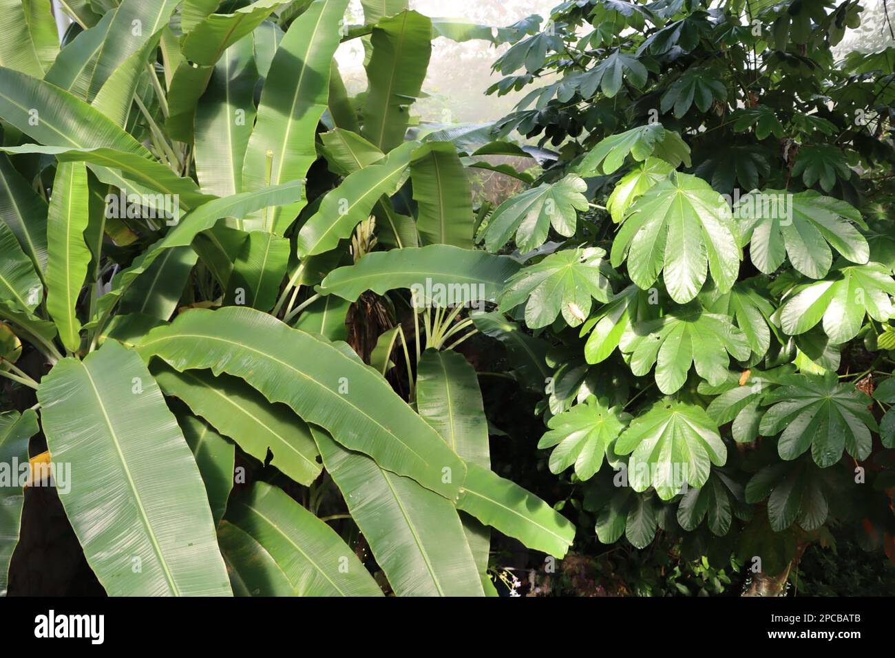 Tropical leaves at Eleanor Armstrong Smith Glasshouse at Cleveland Botanical Garden Stock Photo