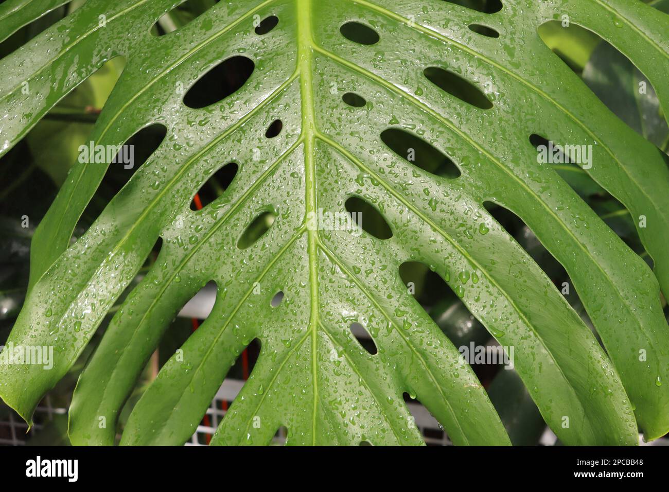 Large tropical leaf at Eleanor Armstrong Smith Glasshouse at Cleveland Botanical Garden Stock Photo