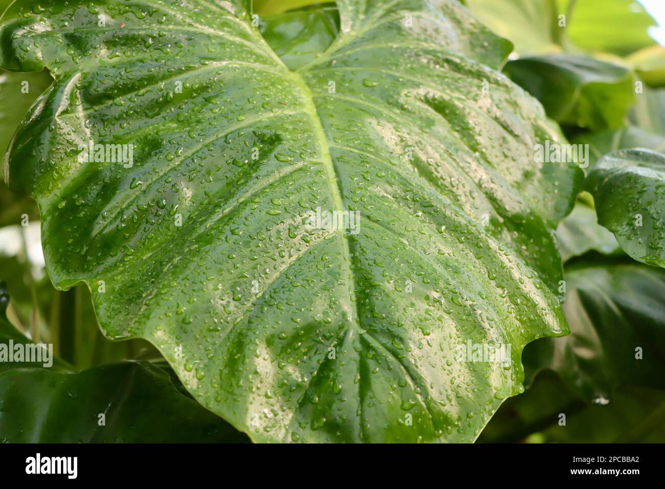 Large tropical leaf at Eleanor Armstrong Smith Glasshouse at Cleveland Botanical Garden Stock Photo