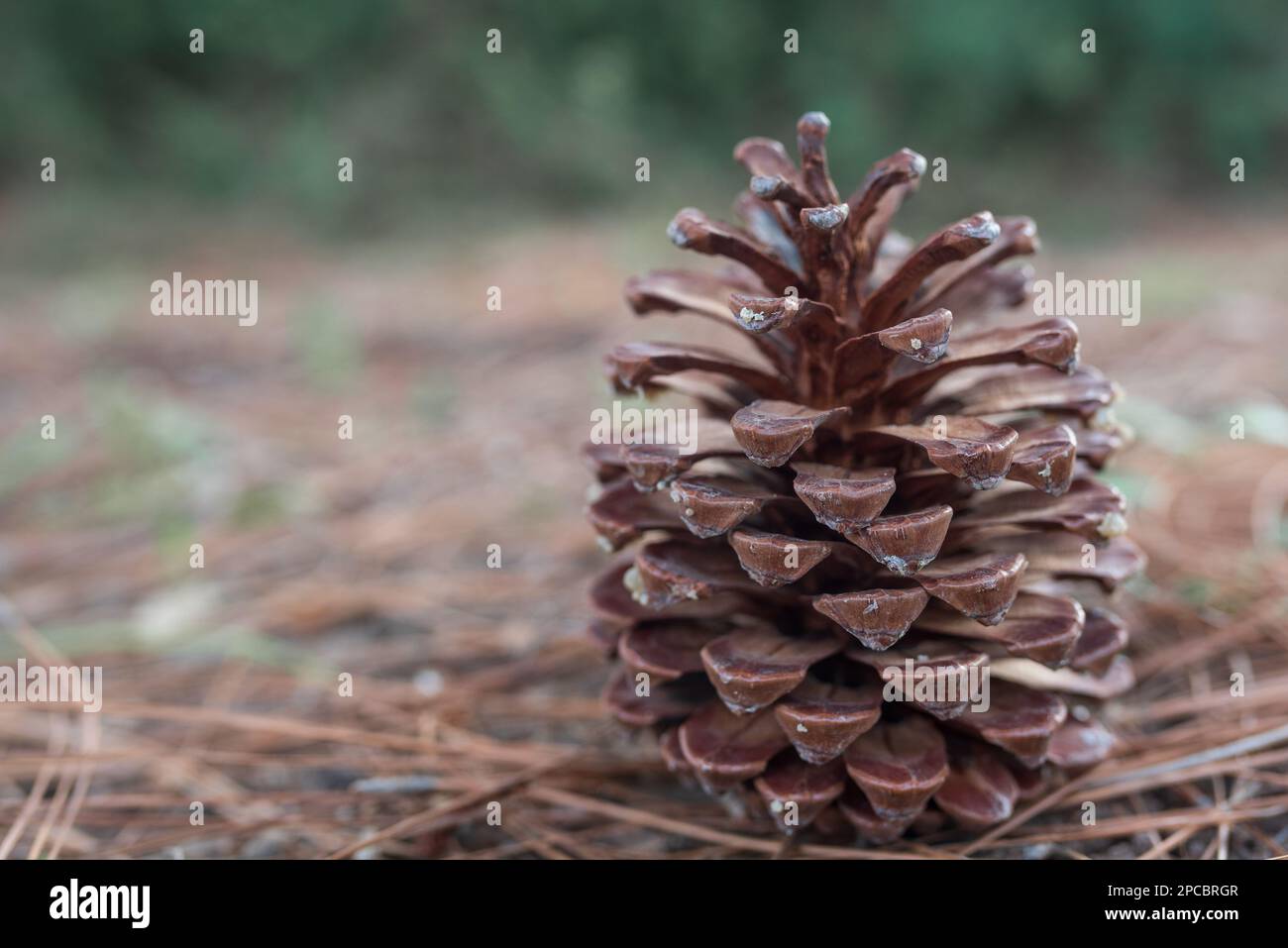 Big cone pine hi-res stock photography and images - Alamy