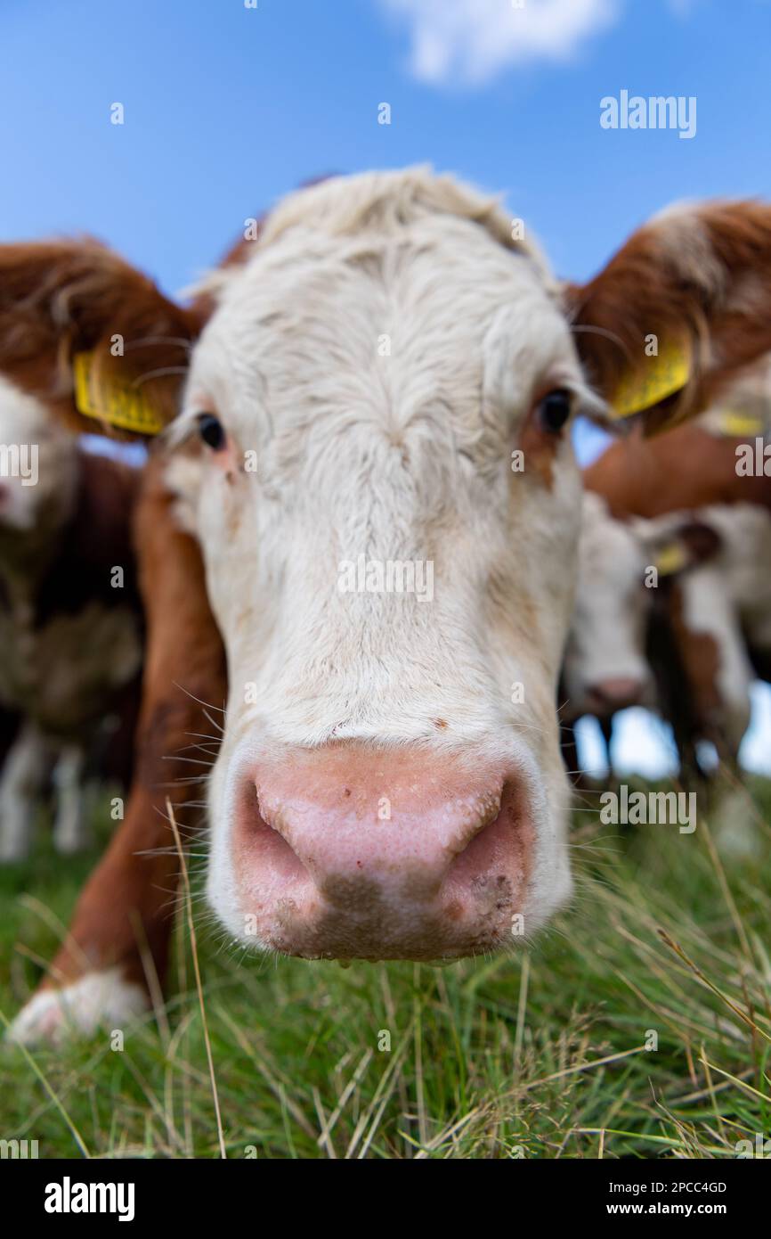 Hereford cows uk close up hi-res stock photography and images - Alamy