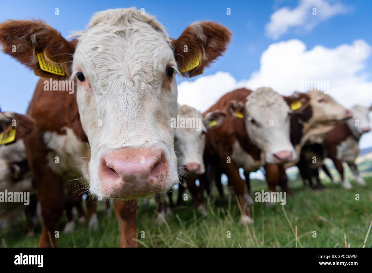 Hereford cows uk close up hi-res stock photography and images - Alamy
