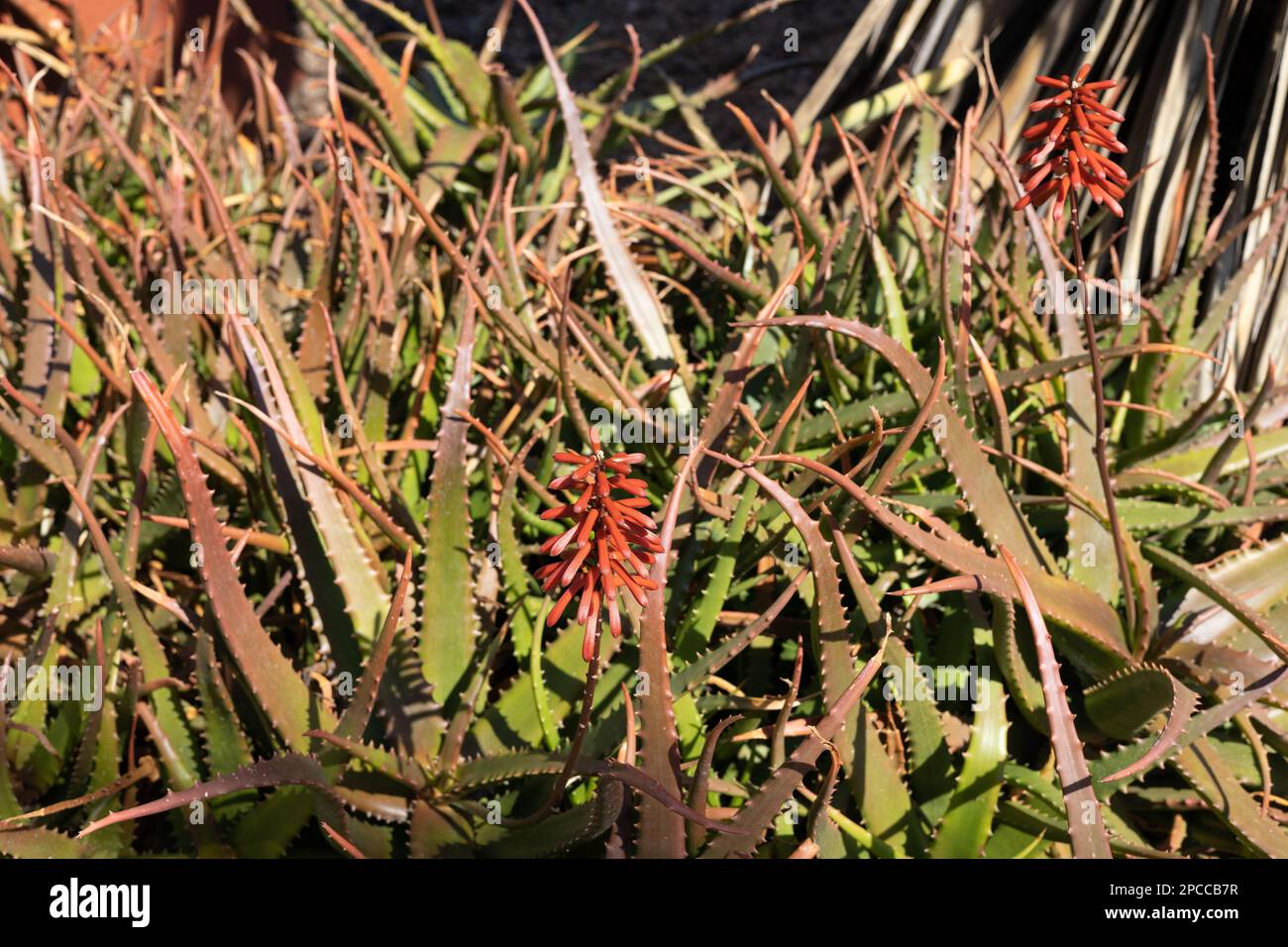 Aloe cameronii - Cameron's ruwari aloe. Stock Photo