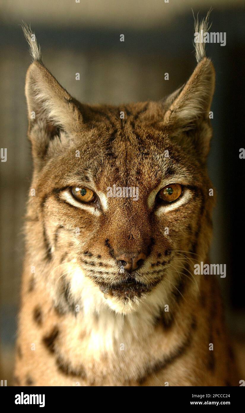 Carpatian lynx (lynx lynx carpati) a relative of the Balkan