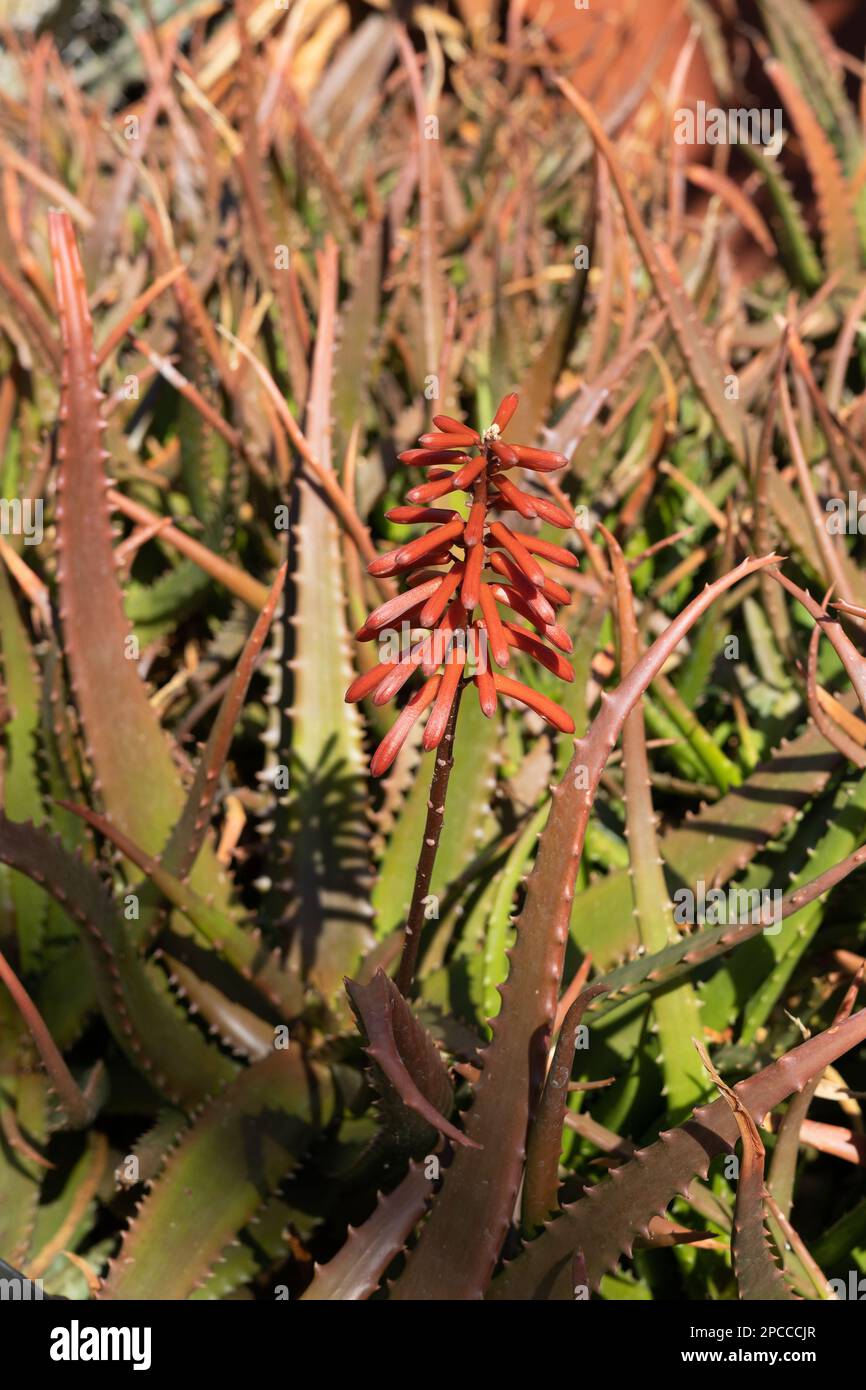 Aloe cameronii - Cameron's ruwari aloe. Stock Photo