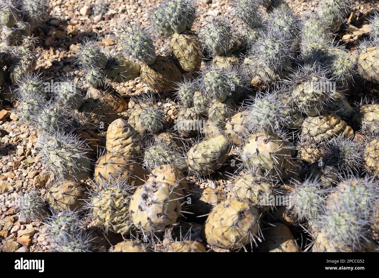 Tephrocactus Alexanderi cactus. Stock Photo