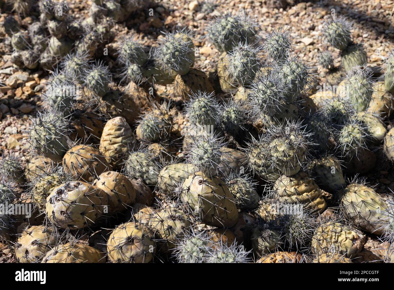 Tephrocactus Alexanderi cactus. Stock Photo