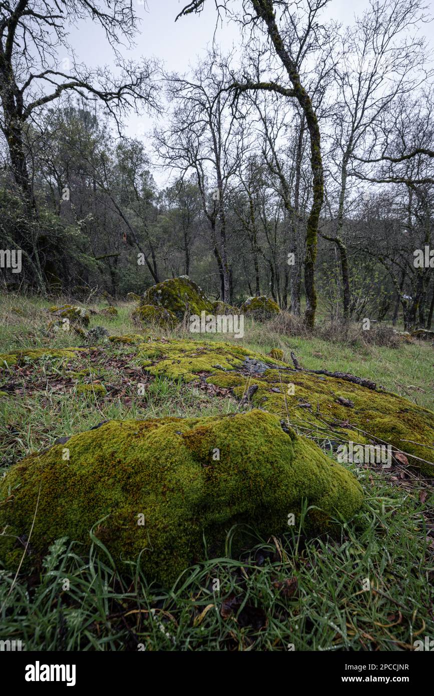 Moss covered rocks in an Oak woodland in Gold country of the Sierra Nevada foothills California Stock Photo