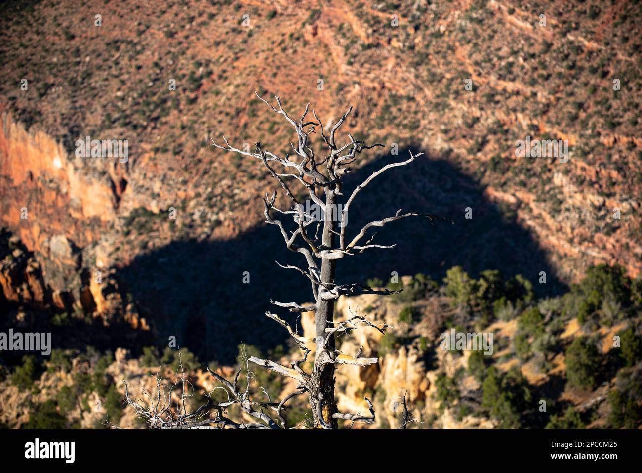 Dry tree on death valley. Red rock canyon panoramic landscape. Canyon