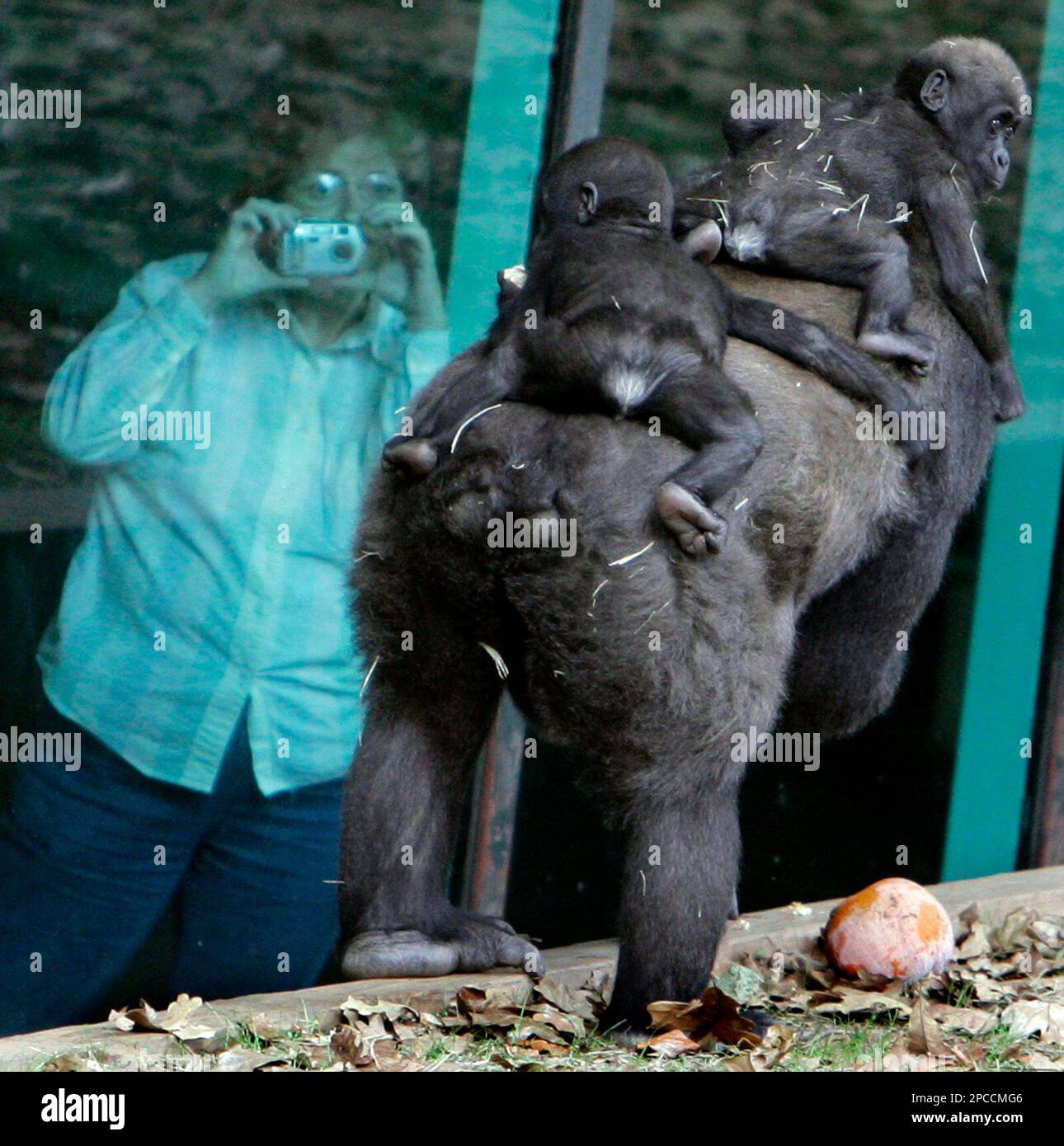 Twin gorillas Kali, back, and Kazi, front, ride the back of their(00)