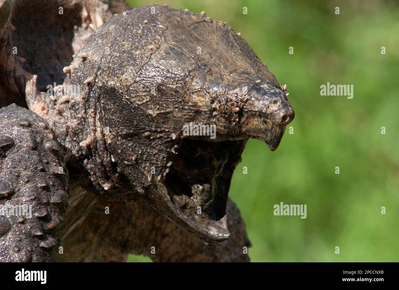 **ADVANCE FOR SUNDAY, NOV.5** An endangered alligator snapping turtle