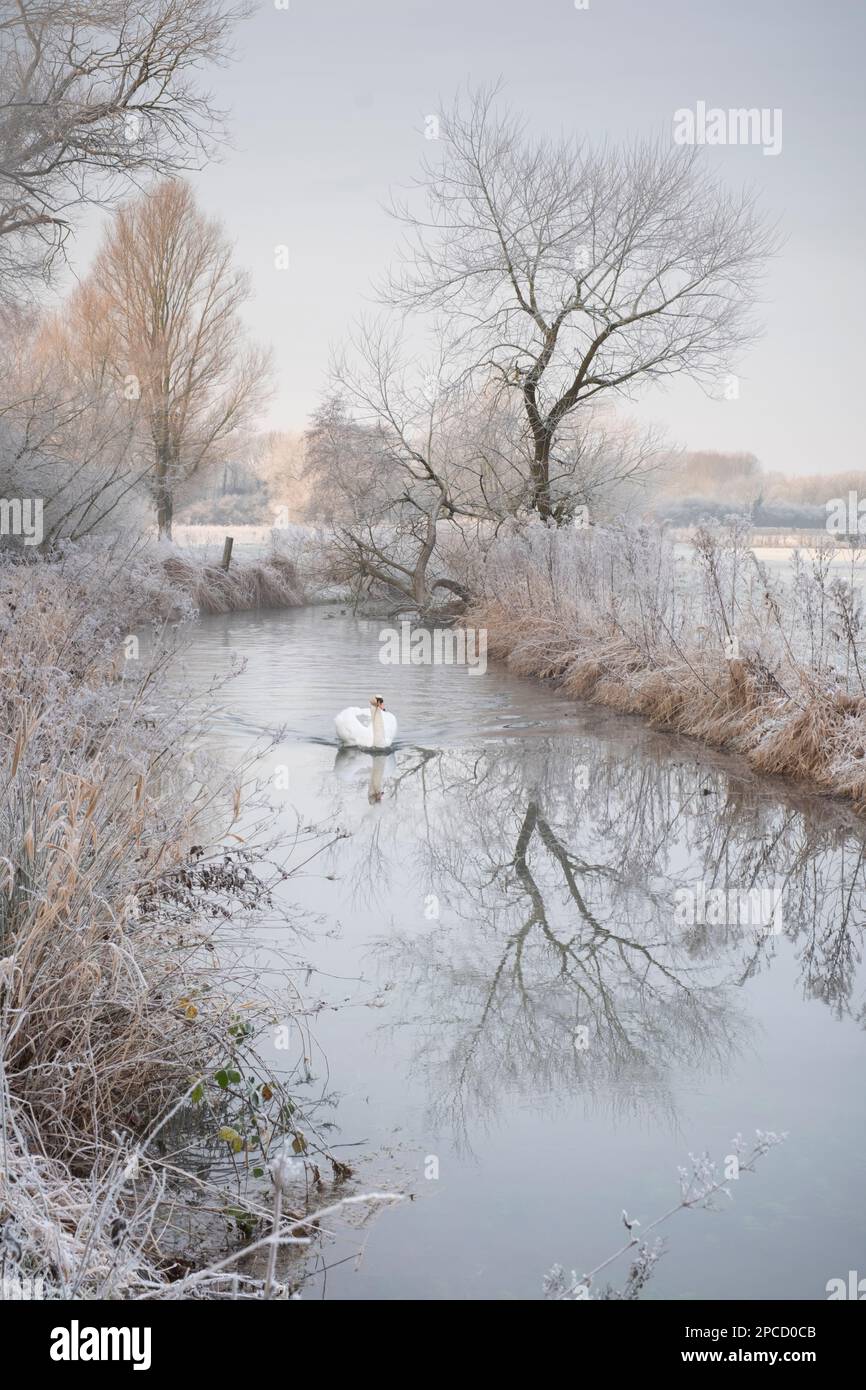 A swan swimmig along Costa Beck, Pickering, North Yorkshire on a Frosty morning, Stock Photo