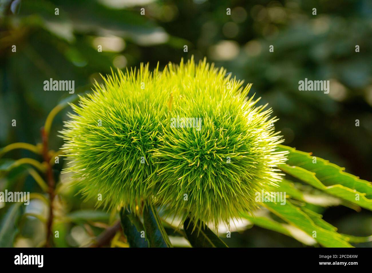 Chestnut rock shell hi-res stock photography and images - Alamy