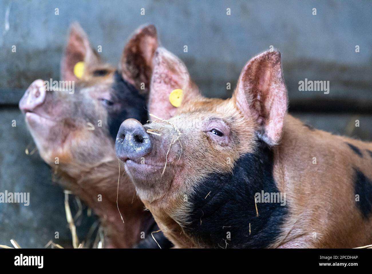 Young pigs sleeping and resting in a straw bed. North Yorkshire, UK