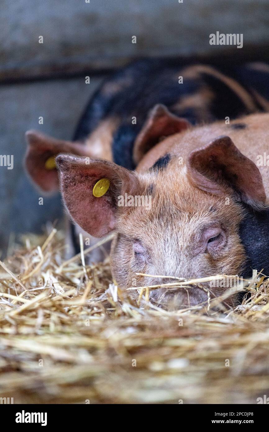 Young pigs sleeping and resting in a straw bed. North Yorkshire, UK