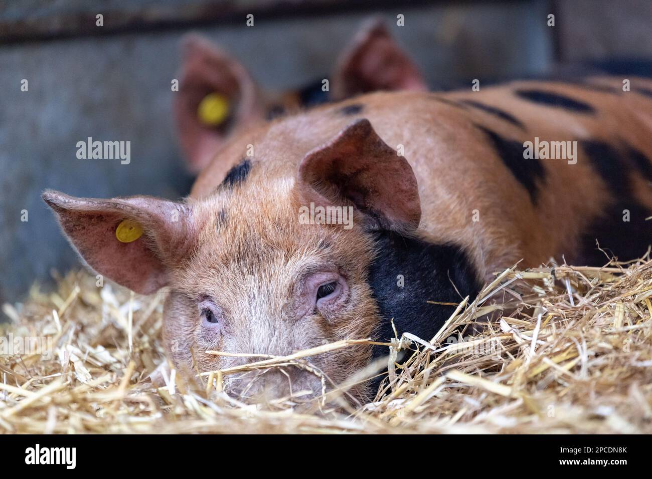 Young pigs sleeping and resting in a straw bed. North Yorkshire, UK Stock Photo Alamy