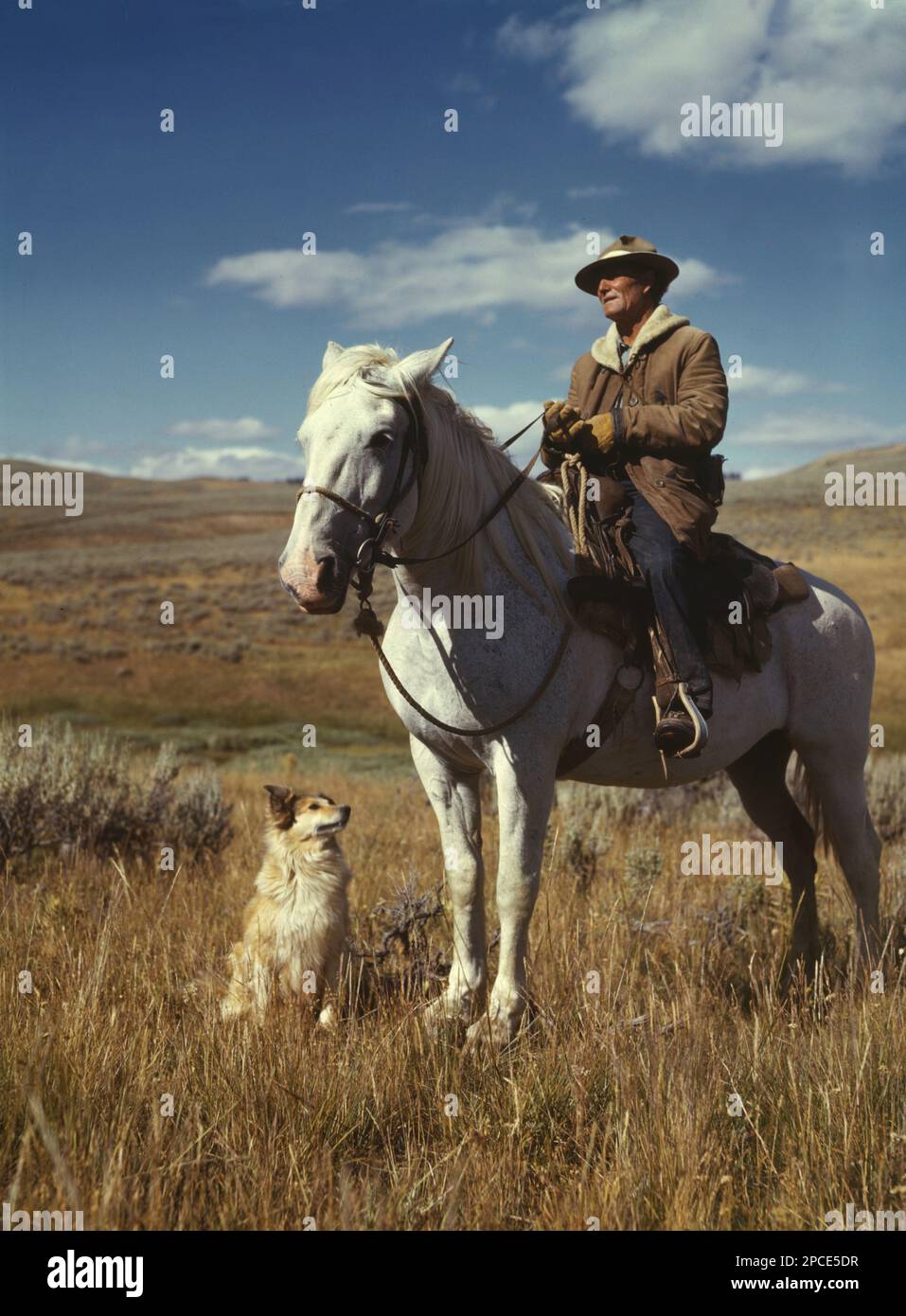 1942 , august , MONTANA , USA : Shepherd with his horse and dog on Gravelly Range, Madison County, Montana .  Photo by american Russell LEE ( born  1903 ) for the Unired Stated U.S. Office of War Information - photographer .- UNITED STATES  - FOTO STORICHE - HISTORY - GEOGRAFIA - GEOGRAPHY - AGRICOLTURA - AGRICOLTORI - ALLEVATORI di BOVINI - ALLEVAMENTO BOVINO - COW - cowboy - CONTADINI  -  CONTADINO - cattle - cane da pastore - pet  - ANNI QUARANTA - 1940's - 40's - '40 - campagna - country - cavallo - horse - sky - cielo  -   ----   Archivio GBB Stock Photo
