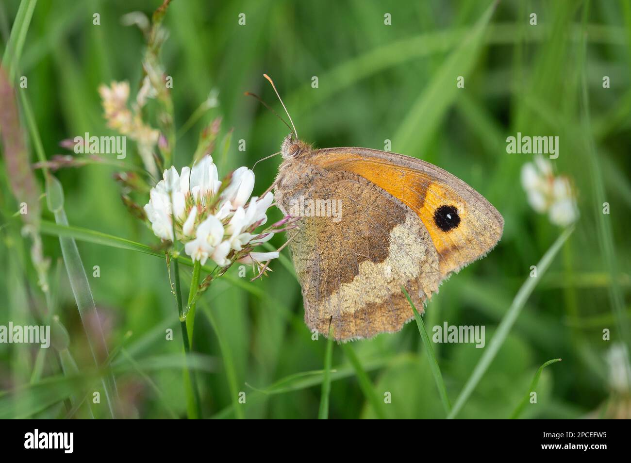 Meadow Brown butterfly on white clover flower Stock Photo