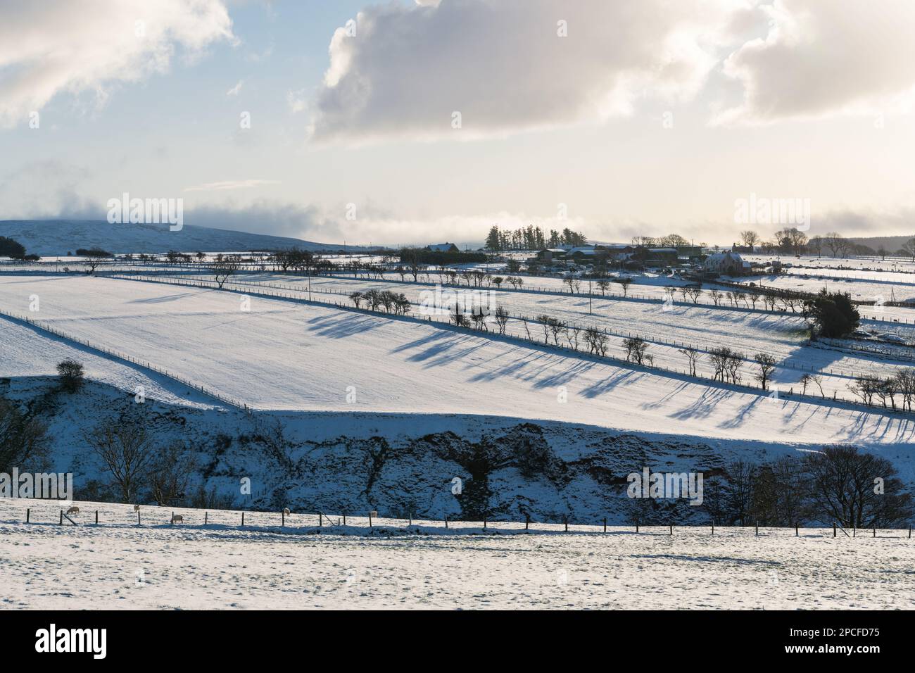 A line of trees and fence posts casts shadows across a snowy field in
