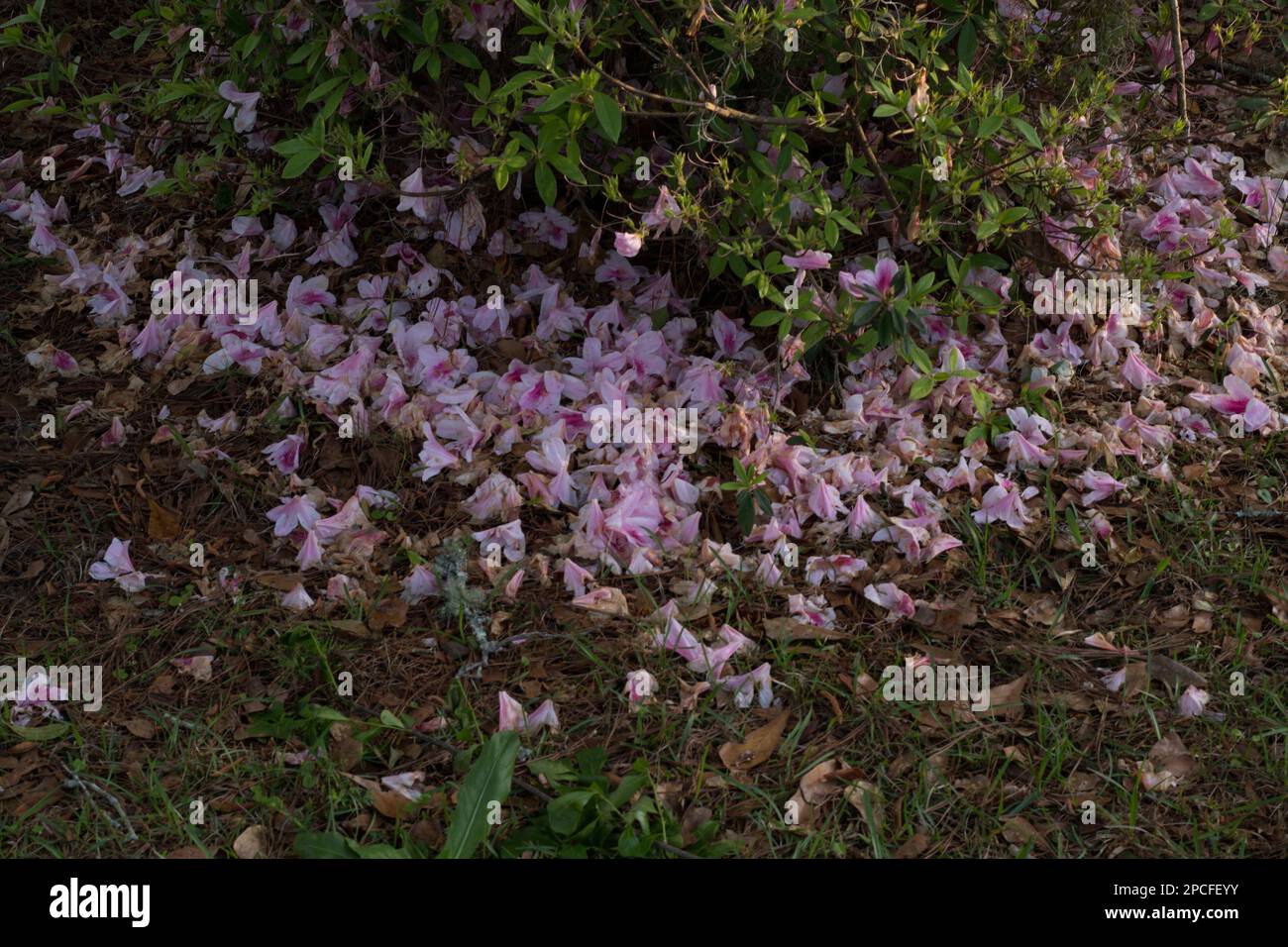 Azalea are typically deciduous while other rhododendrons are evergreens. Azalea flowers are funnel-shaped, somewhat two-lipped, and often fragrant. Stock Photo