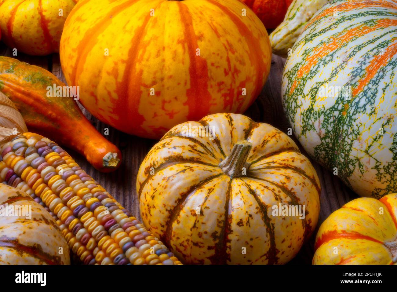 Colorful Autumn Pumpkin Stll life With Indian Corn Stock Photo