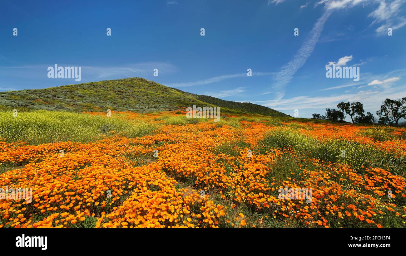 Field full of beautiful California poppies during 2023 super bloom. Stock Photo