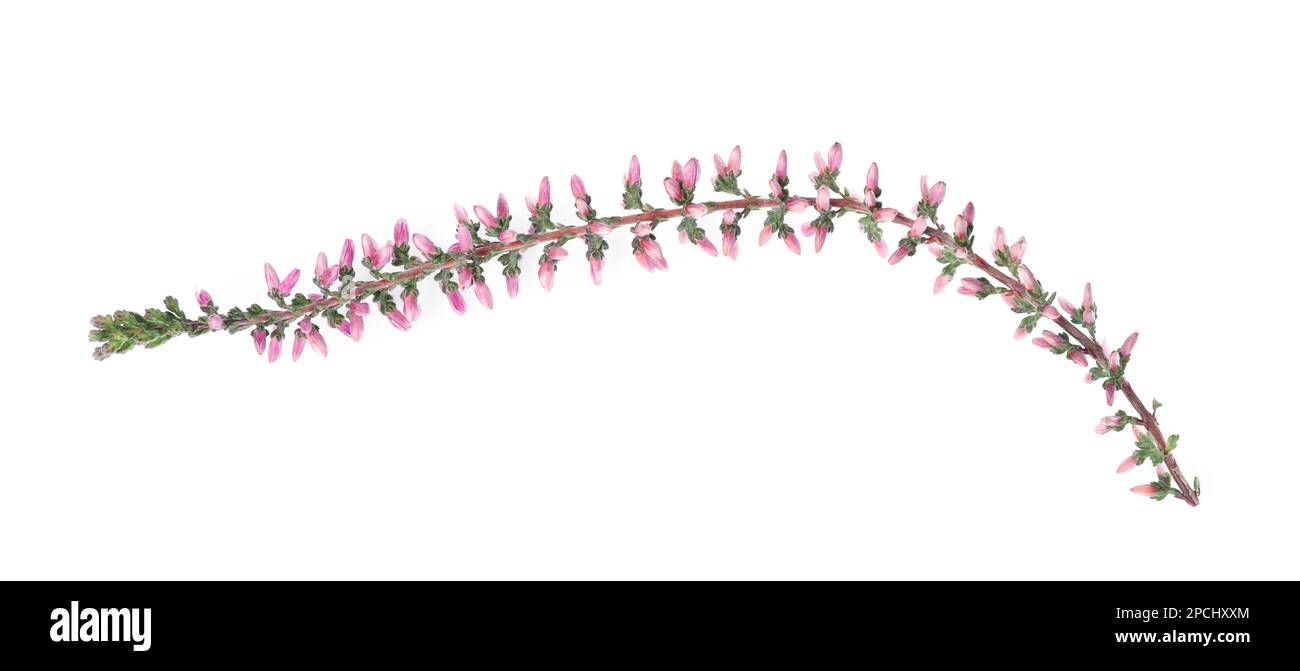 Sprig of heather with beautiful flowers isolated on white Stock Photo
