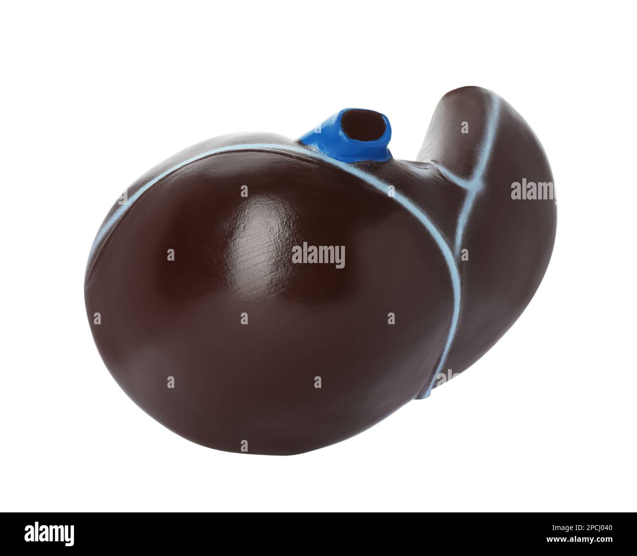 Plastic model of liver on white background Stock Photo - Alamy
