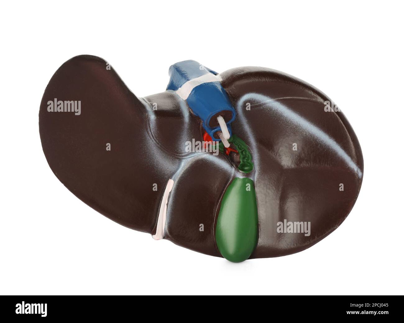 Plastic model of liver on white background Stock Photo - Alamy