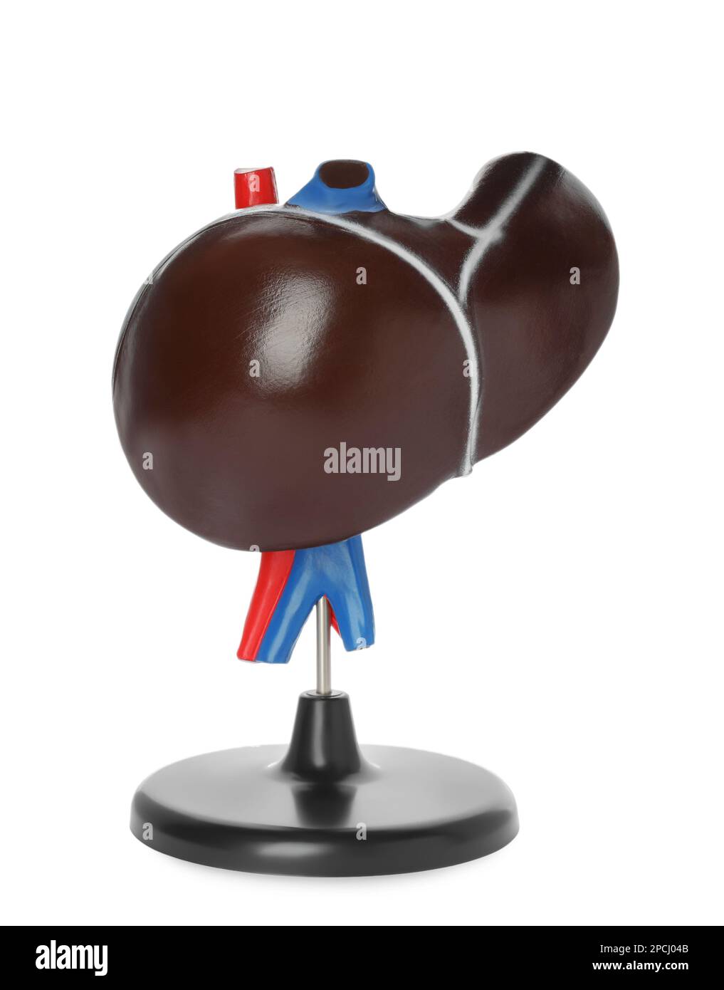 Plastic model of liver on white background Stock Photo Alamy